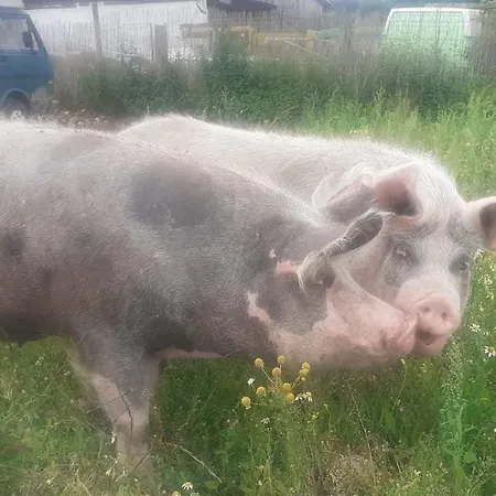 Auf Bauernhof In Alleinlage Naturerlebnis